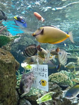 名古屋港水族館に投稿された画像（2023/3/25）