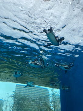 サンシャイン水族館に投稿された画像（2023/3/25）