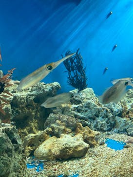 サンシャイン水族館に投稿された画像（2023/3/25）