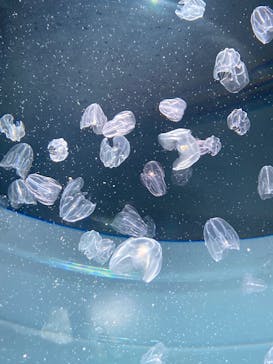 サンシャイン水族館に投稿された画像（2023/3/25）