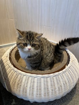 猫カフェモカ　イオンレイクタウン店に投稿された画像（2023/3/25）