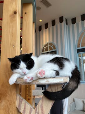 猫カフェモカ　イオンレイクタウン店に投稿された画像（2023/3/25）
