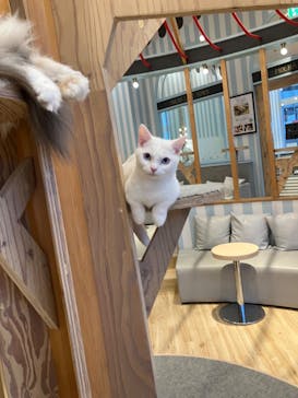 猫カフェモカ　イオンレイクタウン店に投稿された画像（2023/3/25）