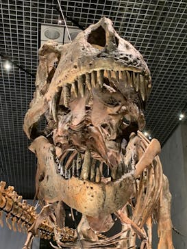 特別展「恐竜博2023」に投稿された画像（2023/3/25）