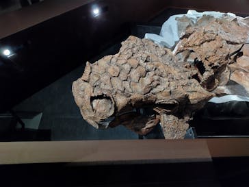 特別展「恐竜博2023」に投稿された画像（2023/3/25）