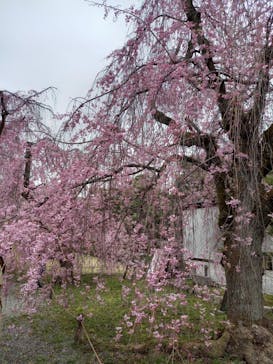 元離宮二条城に投稿された画像（2023/3/25）