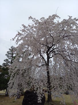 元離宮二条城に投稿された画像（2023/3/25）