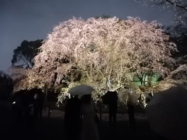 六義園に投稿された画像（2023/3/25）