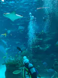 名古屋港水族館に投稿された画像（2023/3/25）