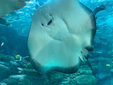 名古屋港水族館に投稿された画像（2023/3/25）