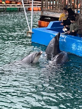 下田海中水族館に投稿された画像（2023/3/25）