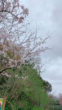 安城産業文化公園デンパークに投稿された画像（2023/3/25）