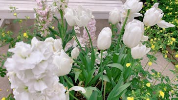 安城産業文化公園デンパークに投稿された画像（2023/3/25）