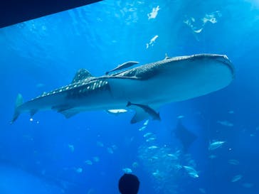 沖縄美ら海水族館に投稿された画像（2023/3/25）