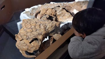 特別展「恐竜博2023」に投稿された画像（2023/3/25）