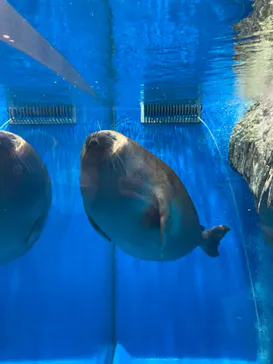 仙台うみの杜水族館に投稿された画像（2023/3/25）