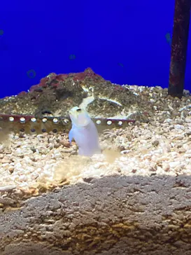 仙台うみの杜水族館に投稿された画像（2023/3/25）