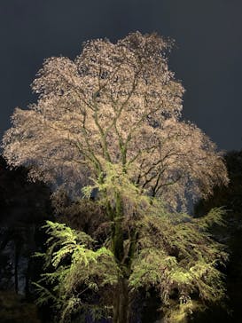 六義園に投稿された画像（2023/3/25）