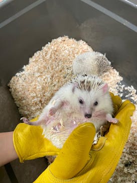 いきもの探検隊上尾に投稿された画像（2023/3/25）