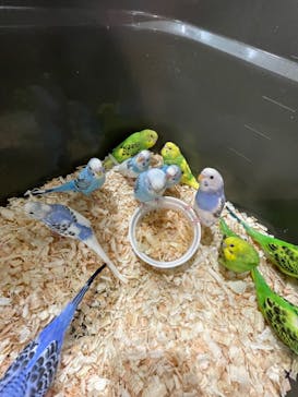 いきもの探検隊上尾に投稿された画像（2023/3/25）