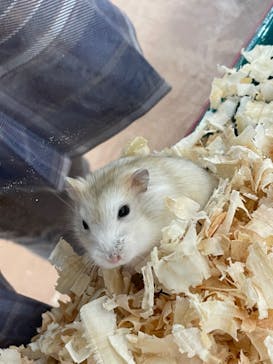 いきもの探検隊上尾に投稿された画像（2023/3/25）