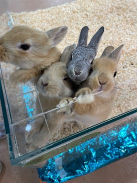 いきもの探検隊上尾に投稿された画像（2023/3/25）