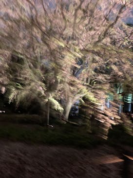 六義園に投稿された画像（2023/3/25）