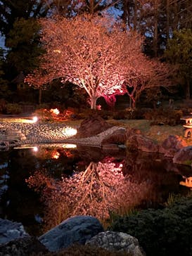 『NAKED FLOWERS 2023 桜 世界遺産・二条城』に投稿された画像（2023/3/25）