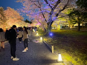 『NAKED FLOWERS 2023 桜 世界遺産・二条城』に投稿された画像（2023/3/25）
