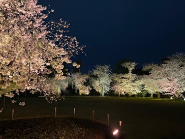『NAKED FLOWERS 2023 桜 世界遺産・二条城』に投稿された画像（2023/3/25）