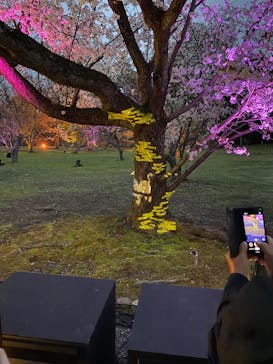 『NAKED FLOWERS 2023 桜 世界遺産・二条城』に投稿された画像（2023/3/25）