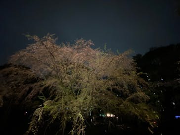 六義園に投稿された画像（2023/3/25）