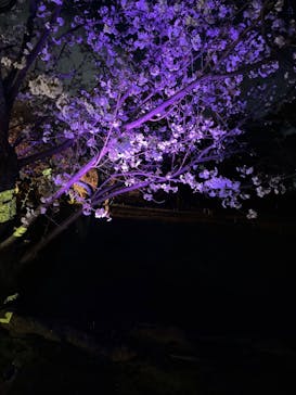 『NAKED FLOWERS 2023 桜 世界遺産・二条城』に投稿された画像（2023/3/25）