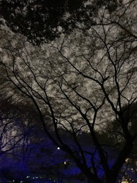 六義園に投稿された画像（2023/3/25）