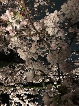 六義園に投稿された画像（2023/3/25）