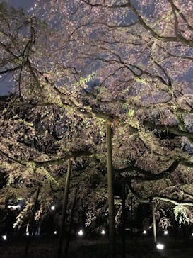 六義園に投稿された画像（2023/3/25）