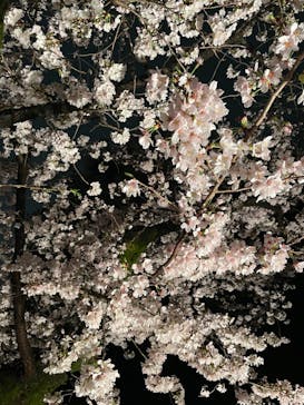 六義園に投稿された画像（2023/3/25）