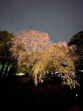 六義園に投稿された画像（2023/3/25）