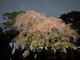 六義園に投稿された画像（2023/3/25）
