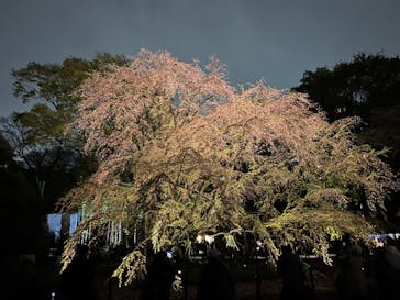 六義園に投稿された画像（2023/3/25）