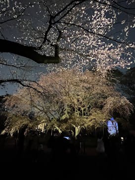 六義園に投稿された画像（2023/3/25）