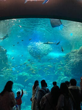 新江ノ島水族館に投稿された画像（2023/3/25）