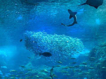新江ノ島水族館に投稿された画像（2023/3/25）