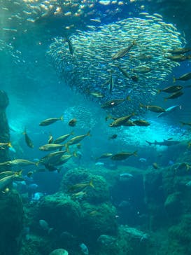 新江ノ島水族館に投稿された画像（2023/3/25）