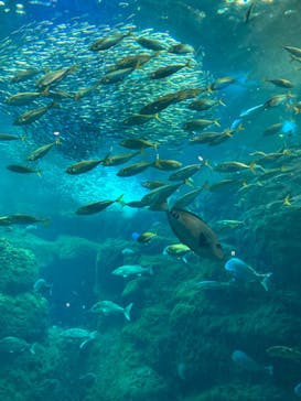 新江ノ島水族館に投稿された画像（2023/3/25）