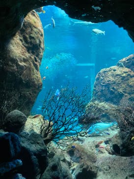 新江ノ島水族館に投稿された画像（2023/3/25）