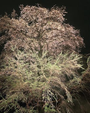 六義園に投稿された画像（2023/3/25）