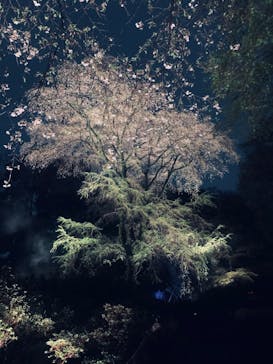 六義園に投稿された画像（2023/3/25）