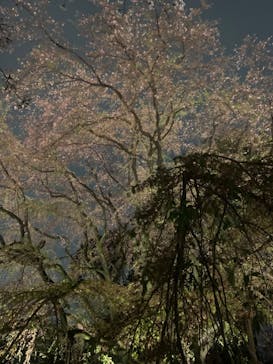 六義園に投稿された画像（2023/3/25）