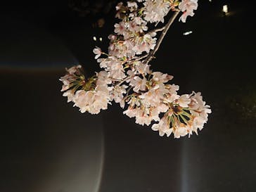 六義園に投稿された画像（2023/3/25）